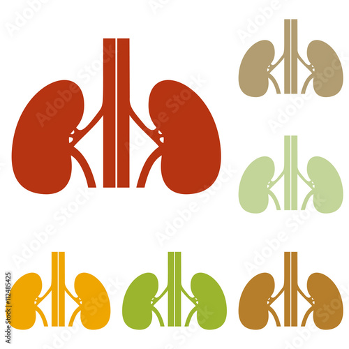 Human kidneys sign