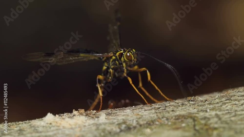 4K Giant Ichneumon Wasp (Megarhyssa macrurus) - Male searching for females 3 photo