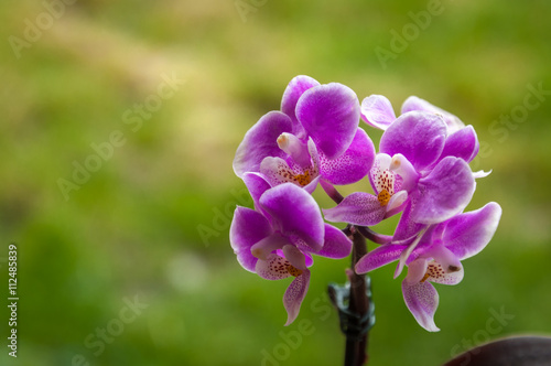 Purple Mini Orchid on green background