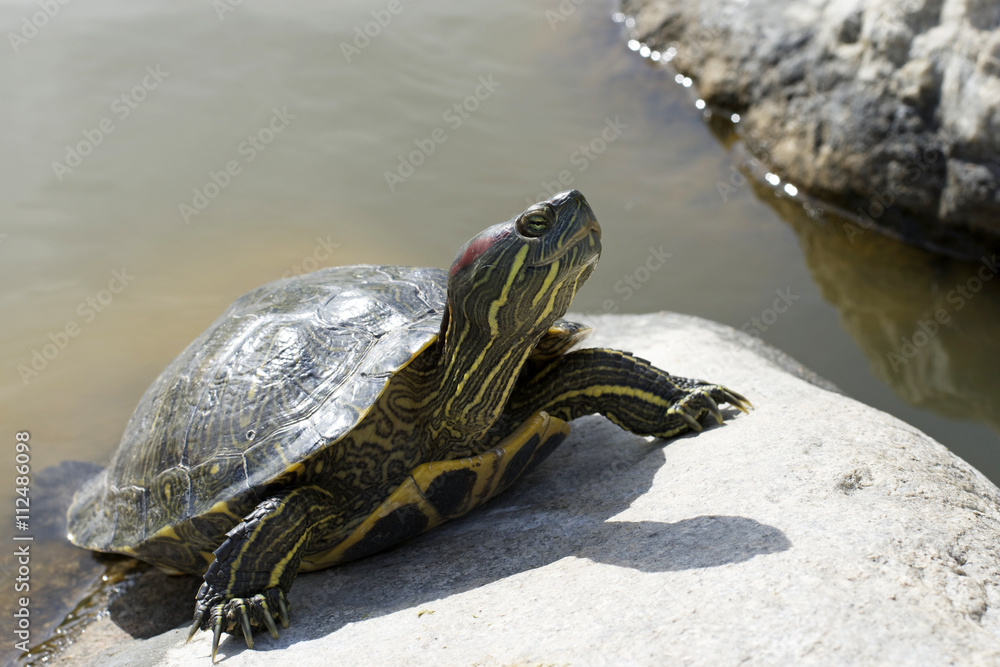 Fototapeta premium Red-Eared Slider Pond Turtle sunning on a rock
