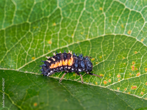 Ladybird, ladybug larva. Harmonia axyridis. © Mushy
