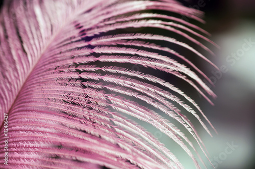 Pink feather - macro