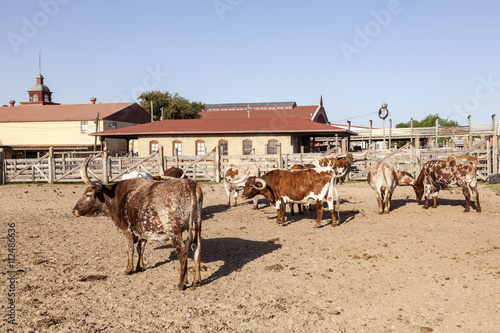 Longhorn bulls in Fort Worth, Texas photo