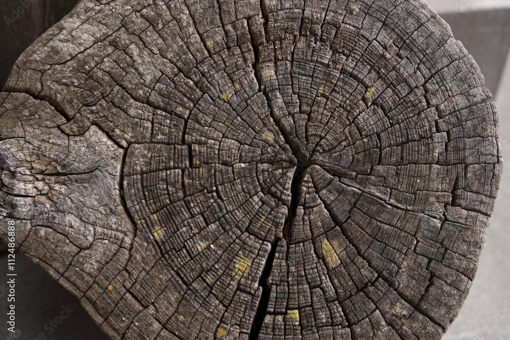 Fototapeta premium cracked tree stump presented as texture