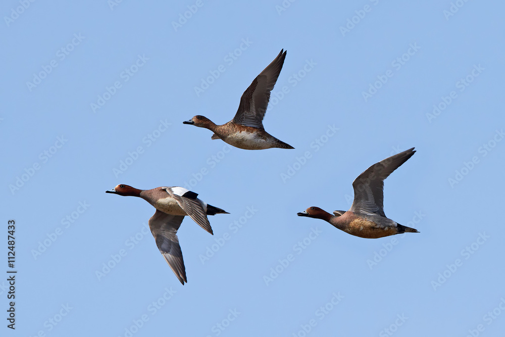 Obraz premium Eurasian wigeon (Anas penelope)
