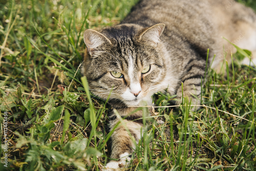 Beautiful grey cat lying on the grass outdoor