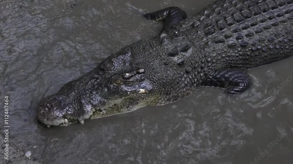 Australian Saltwater crocodiles death roll swim in river lagoon in Queensland Australia Australian Saltwater crocodiles death roll swim in river lagoon in Queensland Australia