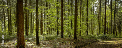 Fototapeta Naklejka Na Ścianę i Meble -  panorama sous les bois