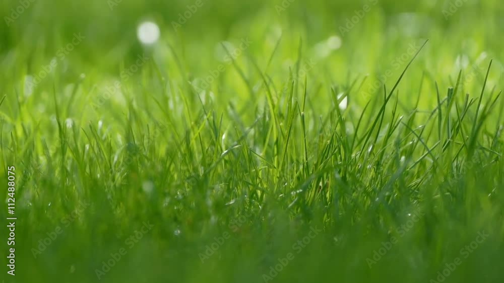 small grass lawn slow motion video small grass lawn slow motion video