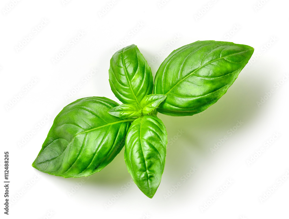 Fototapeta premium fresh green basil