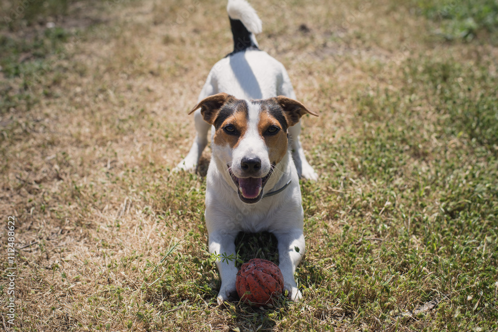 a small breed dog Jack Russell Terrier plays with a bright ball on the grass