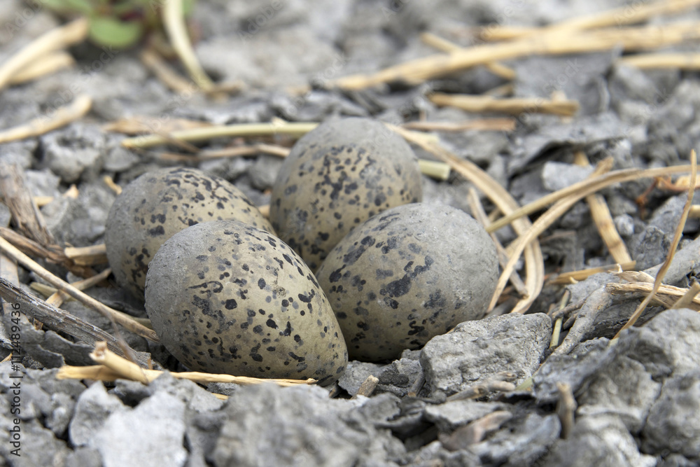 American Avocet Nest with four speckled eggs American Avocet Nest with four speckled eggs