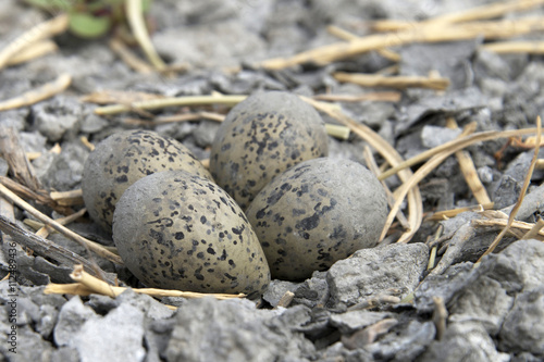 American Avocet Nest with four speckled eggs