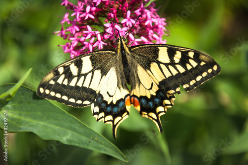 Old World Swallowtail butterfly(papilio machaon) feeding on nectar