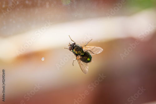The Calliphoridae (commonly known as blow flies, or greenbottles)