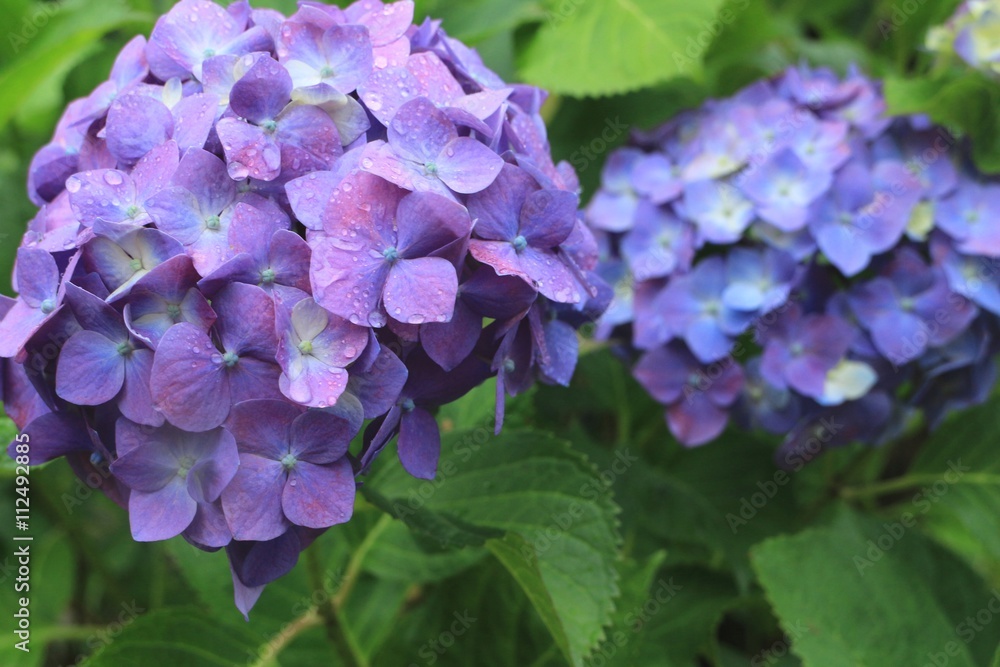雨粒と紫の紫陽花