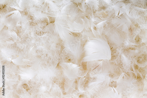 Light fluffy white feather background texture