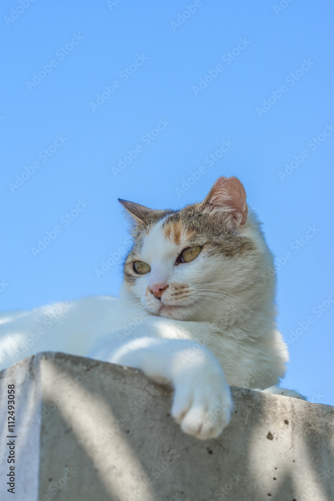 Fototapeta premium 上からのミケっち