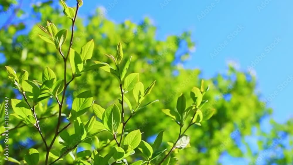 エコイメージ・風に揺れる木々・パン