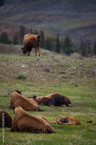 bison calf in herd