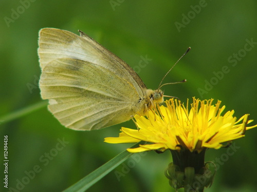 Butterfly On Dandelion © Andy Waugh