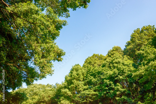 青空と木々 © blew_f