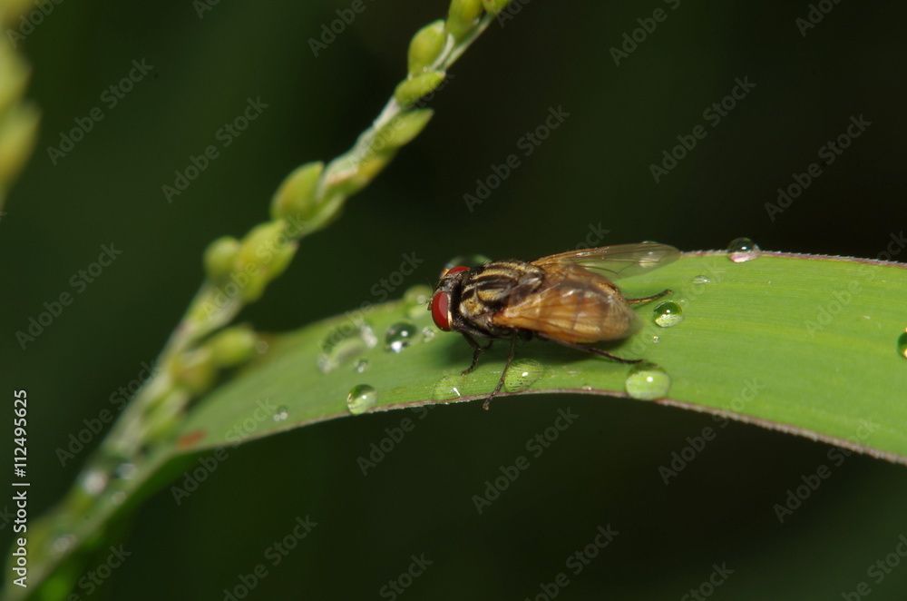Fly insect in the green garden Fly insect in the green garden