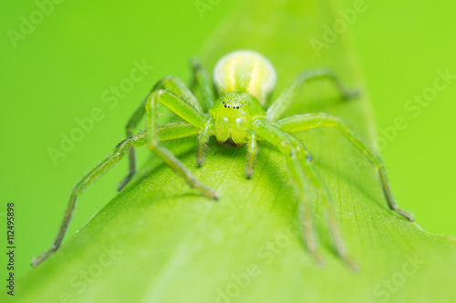 Green huntsman spider, Micrommata virescens camouflaged on lily of the valley leaf, copyspace in the photo © Henrik Larsson