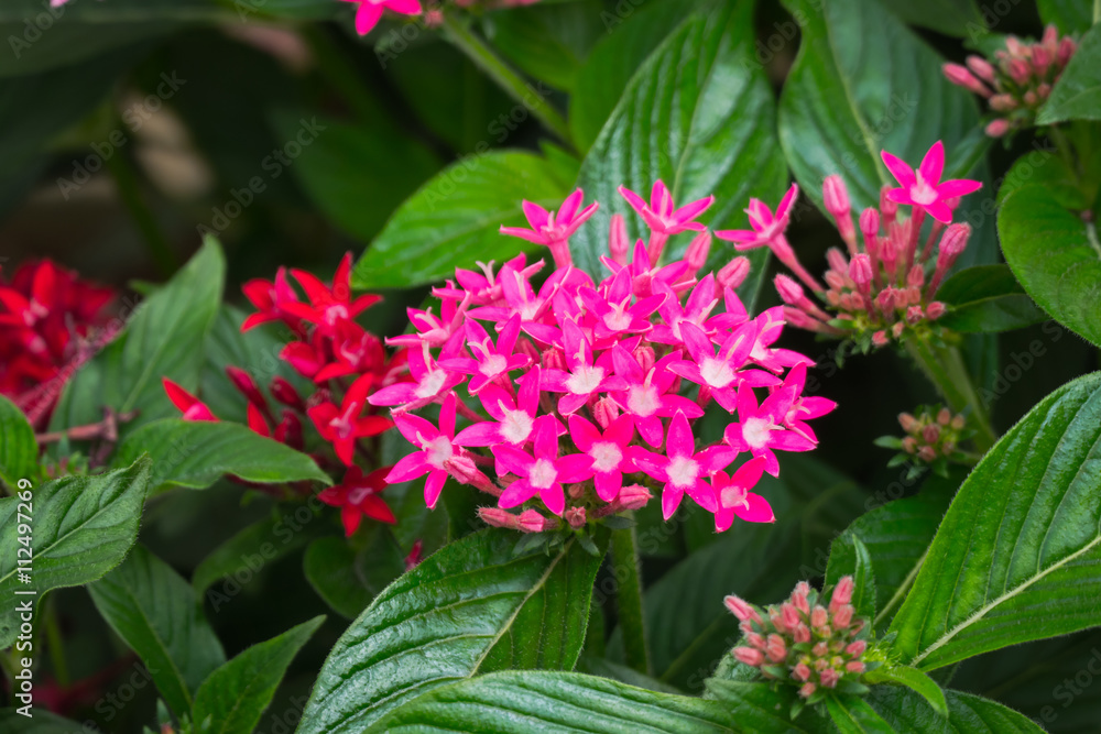 The background image of the colorful flowers The background image of the colorful flowers