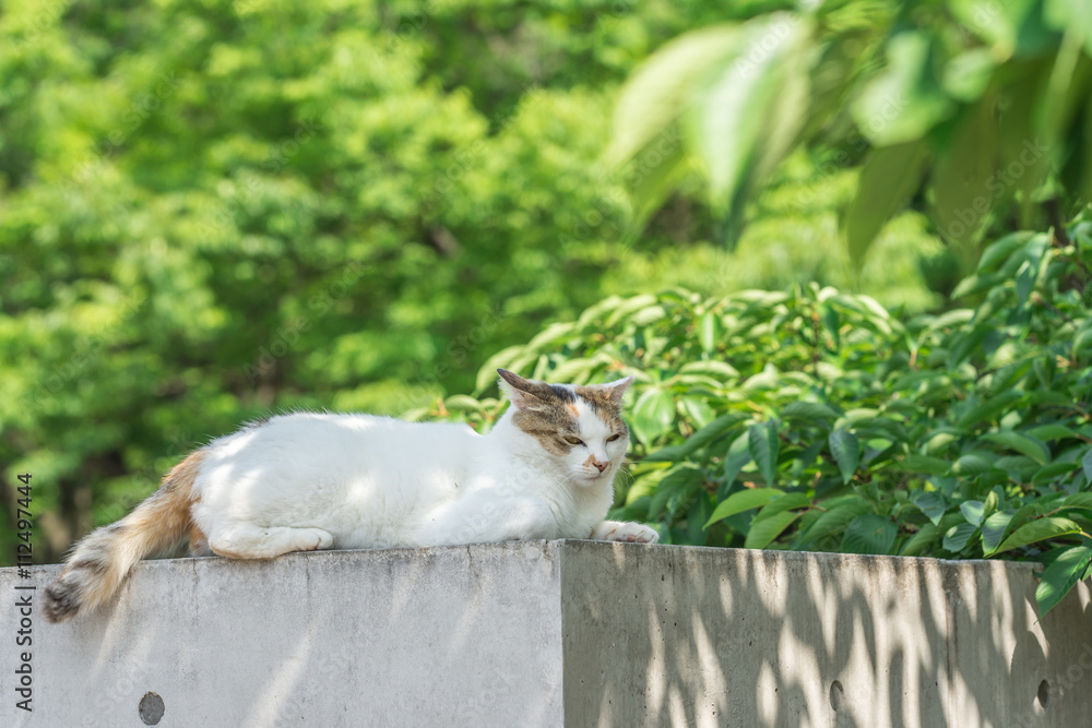 Obraz premium 6月のミケっち