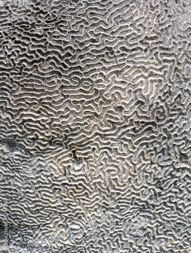 Coral on stone