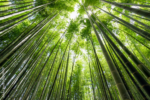          Bamboo grove  bamboo forest at Kamakura  Kanagawa  Japan   