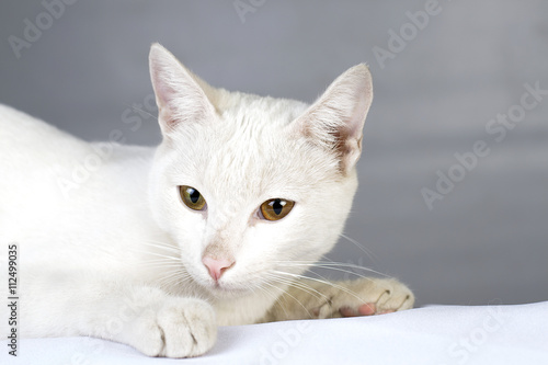 Hermoso gato blanco soñoliento