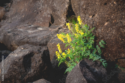 Yellow flowers growing on the rocks