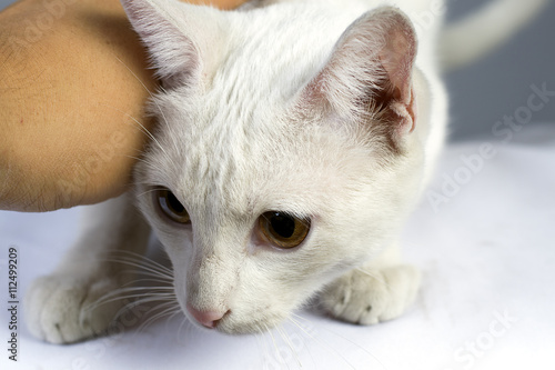Hermoso gato blanco temeroso