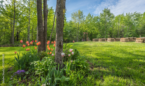 Shaded tulip and flower garden. Country front lawn springtime. Sunny day setting for an outdoor, back yard wedding. 