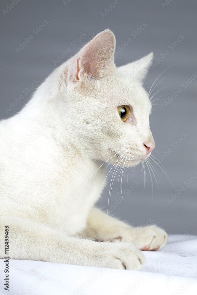 Hermoso gato blanco pensativo Hermoso gato blanco pensativo