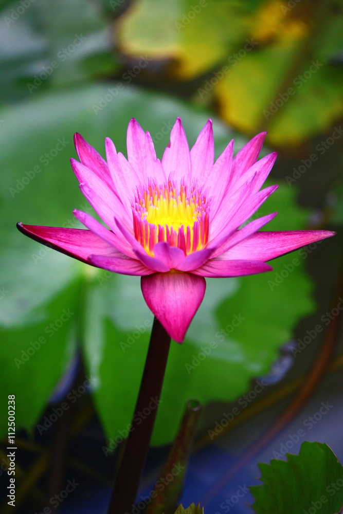 Obraz premium Lotus Flower
