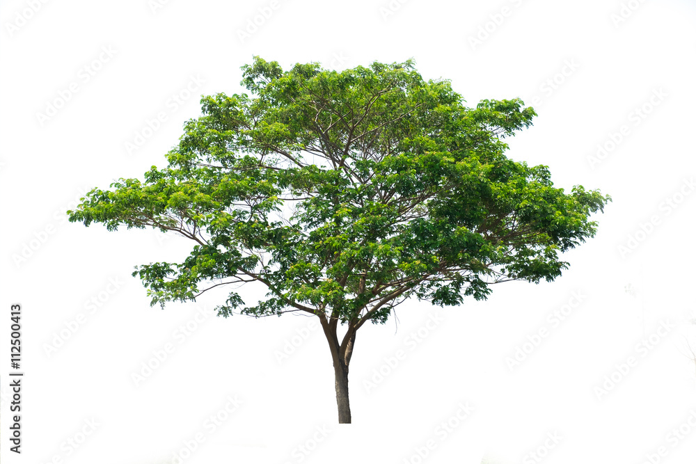 Fototapeta premium Tree isolated on white background.