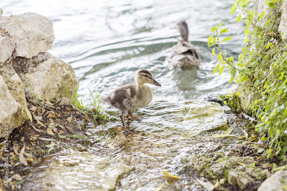 Pair of ducklings on the water edge
