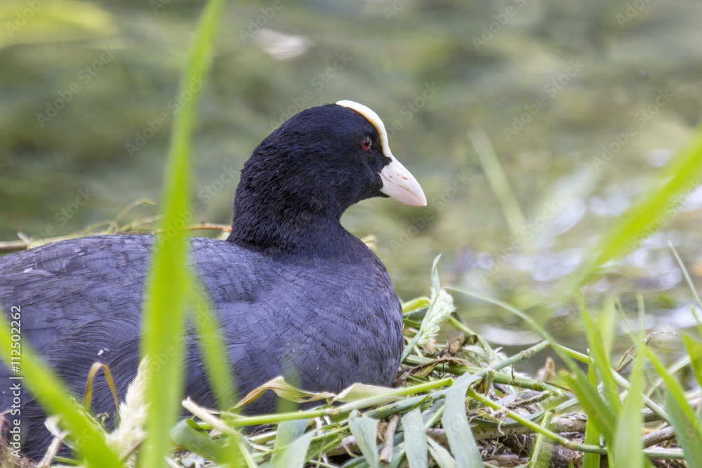 Eurasian coots hatching eggs in the its nest Eurasian coots hatching eggs in the its nest