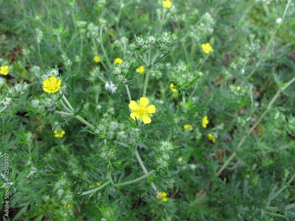 Blühender Blutwurz, Potentilla erecta