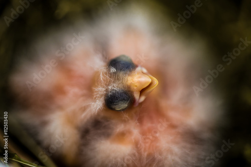 closeup of a Canary hatched Chicks in the nest