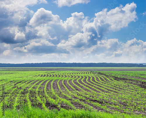 Corn field with young stalks against the sky with clouds