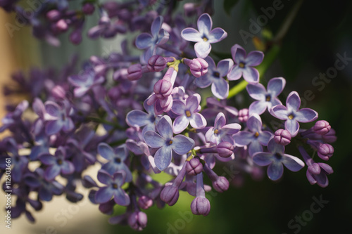 Green branch with purple spring lilac flowers