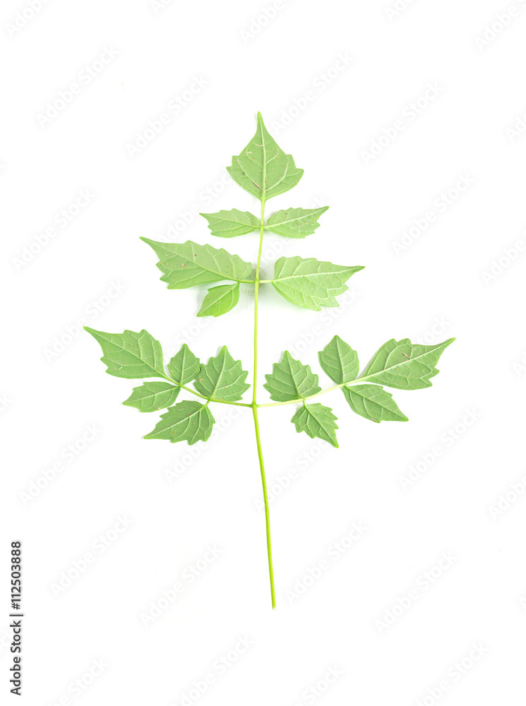 Fototapeta premium Isolated Green Leaf