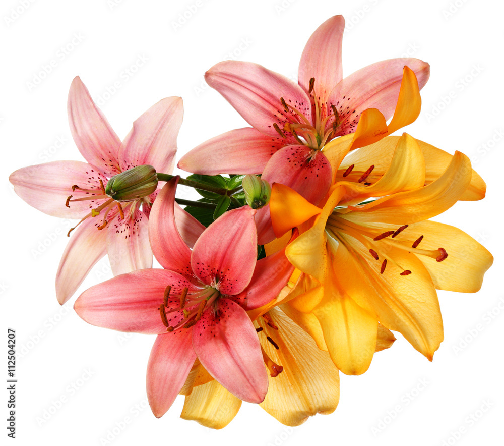Fototapeta premium Pink and orange lilies