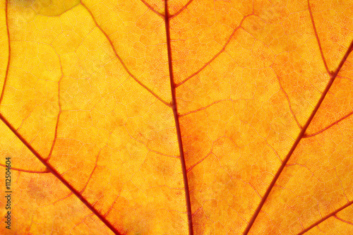Autumn leaf texture