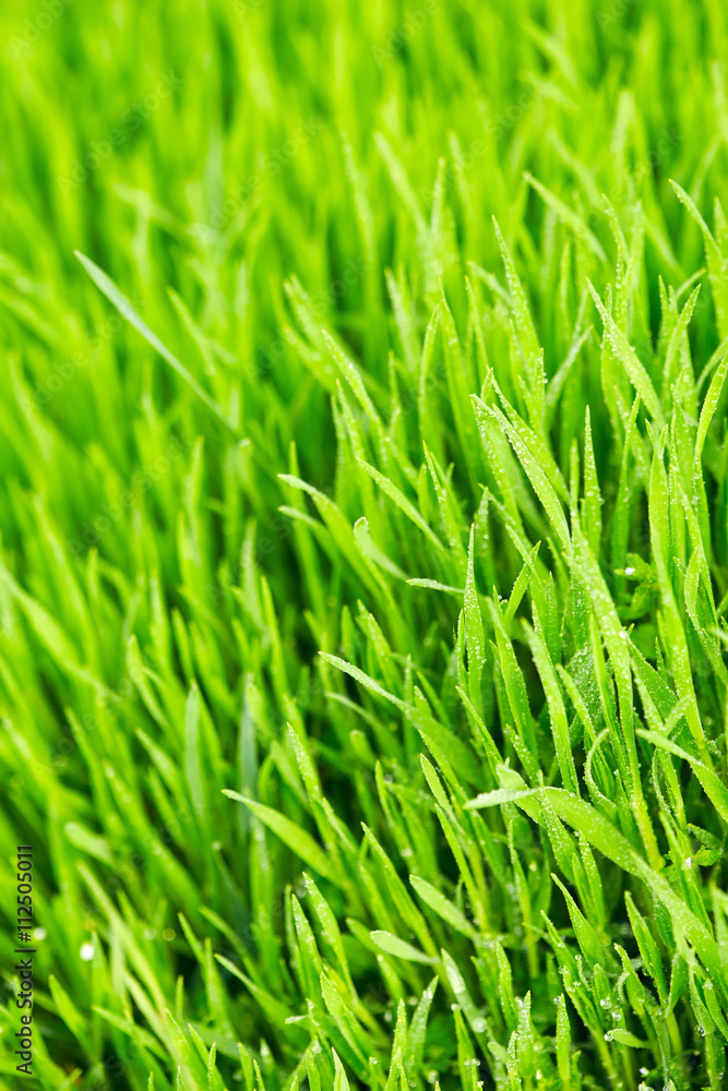 Green grass Green grass