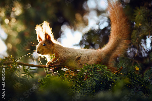 Squirrel © Nik_Merkulov